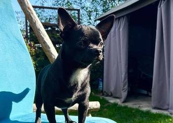 Chihuahua piesek ZKwP