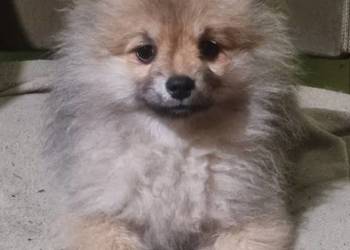 Szpic miniaturowy  pomeranian  malutki piesek