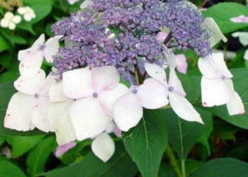 HORTENSJA WHITE WAVE - sadzonki w doniczkach