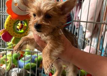 Yorkshire terrier.  York zloty kolor