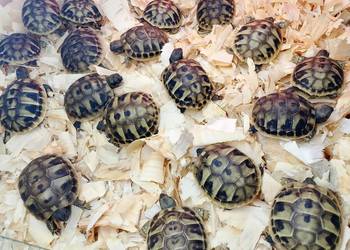 Żółw grecki lądowy Testudo hermanni