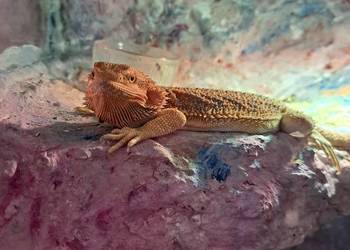 Agama brodata samiczka 8 miesięcy