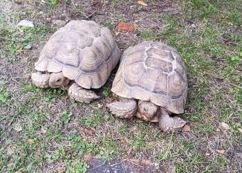 Żółw pustynny (Centrochelys sulcata) dwie duże samice 40cm