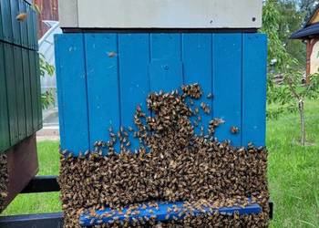 Odkłady pszczele 2026 na ramce wielkopolskiej , 4 ramkowe OKAZJA!