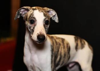 whippet chart angielski