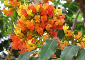 KASZTANOWIEC AUSTRALIJSKI Castanospermum australe