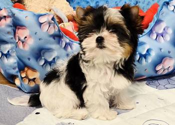 Prześliczna suczka Biewer Yorkshire Terrier