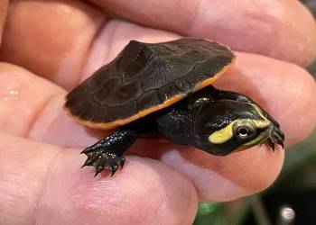 emydura czerwonobrzucha (Emydura subglobosa)