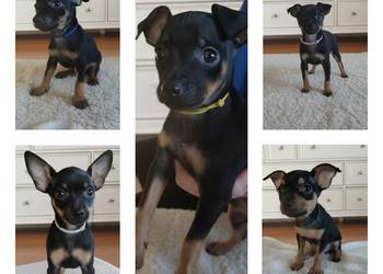 Pinczerki Pinczer Miniaturowy Zapowiedź Miotu Po Rodzicach z Rodowodem