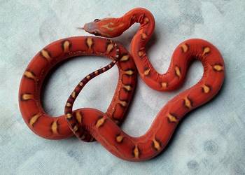 Wąż zbożowy samiec SCALELESS Red Factor het Hypo Diffused Amel węże zbożowe