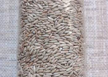 Żyto ekologiczne, orkisz ekologiczny certyfikowany, mąka, makaron.