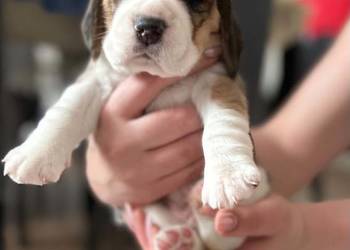 Szczeniaki Beagle tricolor ZKwP