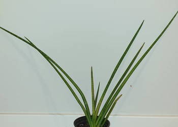 Sansewieria cylindryczna, wysokość ponad 50cm