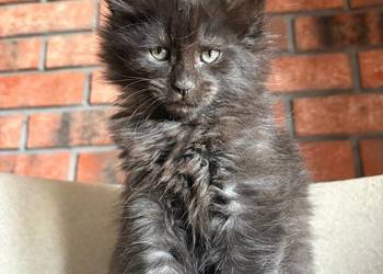 Maine Coon - Olimpia