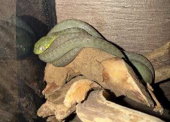 Boiga cyanea