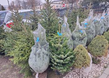 Zapraszam już mamy Jodły kaukaskie i choinki cięte i doniczka CIECHANOWIEC