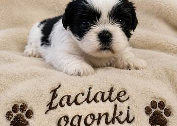 Dwie suczki  shih tzu