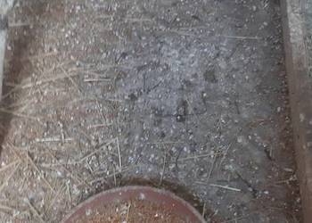 Przepiórka chińska