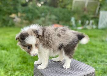 Border collie samiec piesek merle