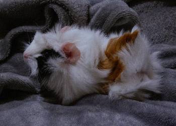 Świnka morska cavia domowa  SAMIEC