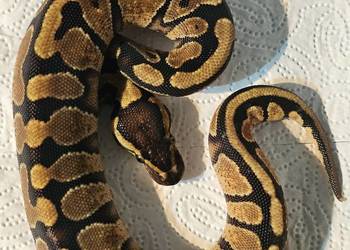 Pyton królewski enchi yellowbelly het albino samica CB25