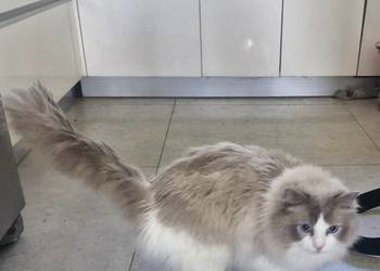 Parys Kot do Adopcji