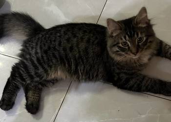 Rodowodowe kotki syberyjskie