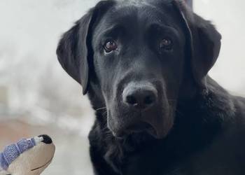 Czarny Labrador Crycie