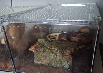 Sprzedam Ślimaki afrykańskie Lissachatina (Achatina)fulicia +terrarium