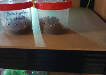 Kolekcja ptaszników