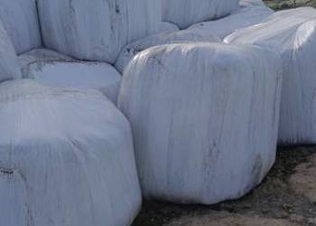 Sianokiszonka z lucerny