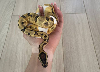 Python Regius | Samica | Enchi Piebald