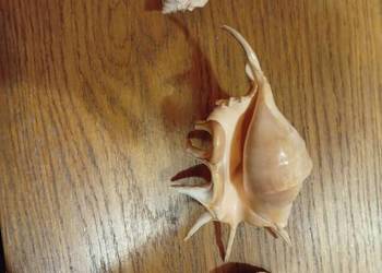 Muszle morskie stan bdb