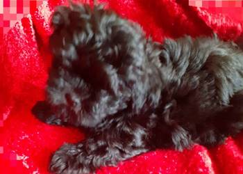 Mal shi piekny piesek