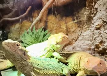 Agama brodata z wysyłką lub odbiorem osobistym