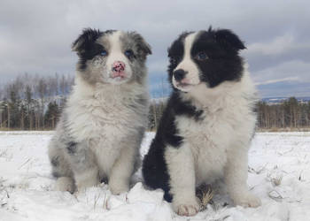 Szczenię BORDER COLLIE z Hodowli - Rasowy pies z pełną dok.