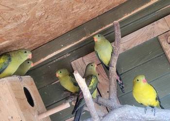 Para lęgowa papug górskich