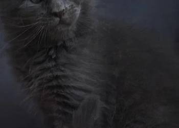 Rezerwacja Maine Coon