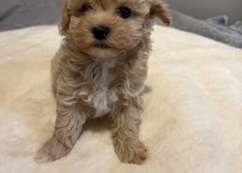 Maltipoo śliczne szczenięta