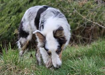 Owczarek szkocki collie dwa oczka niebieskie