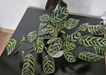 Calathea ctenanthe burle marxii fishbone kwiaty doniczkowe dekoracyjne