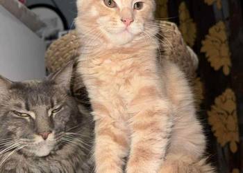 kocurek i kotka Maine Coon