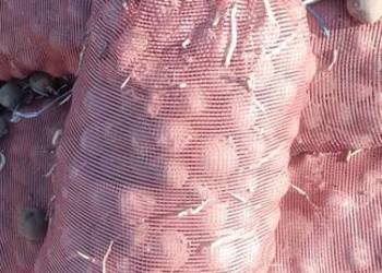 Witam . Sprzedam sadzeniaki