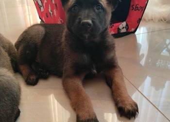 Owczarek belgijski Malinois