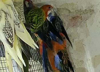 Sprzedam papugi rozelle