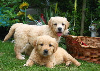 Golden retriever Rodowód Piękne białe złote!