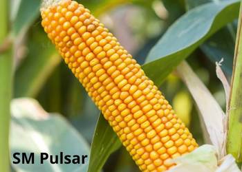 Kukurydza na kiszonkę SM Pulsar FAO 250 Nowość!