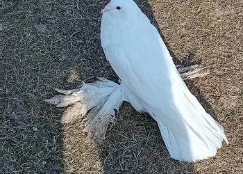 Garłacze pomorskie białe I ńiebieskie