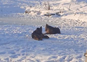 Zaginęły psy w typie owczarka