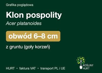 Klon pospolity (Acer platanoides) obwód 6-8 cm, z gruntu – HURT